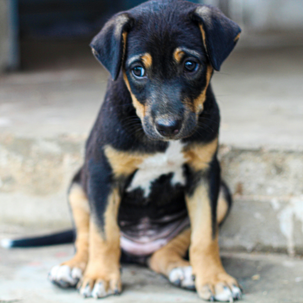 A puppy with black and tan fur sits on concrete steps, looking downward.