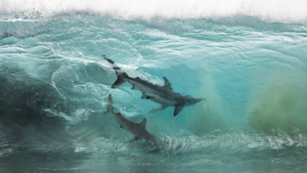 Two sharks swimming under the surface of clear blue ocean water.