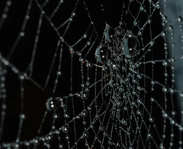 Close-up of a spider web covered with water droplets, glistening against a dark background.